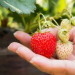 Luchtige chocomousse met aardbeien: een heerlijk desert die je snel op tafel zet