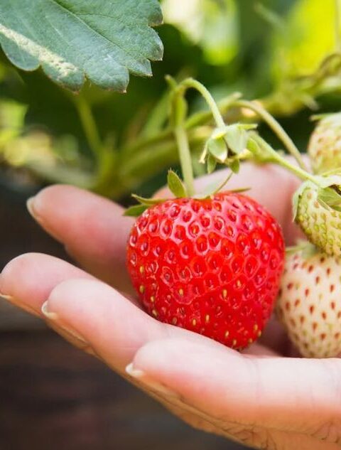 hoe gezond zijn aardbeien