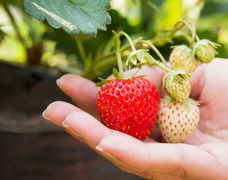 hoe gezond zijn aardbeien