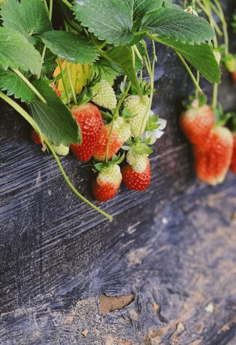 Photo Strawberry plant