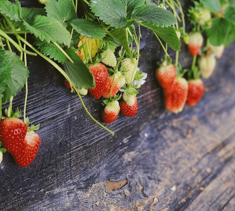 Photo Strawberry plant