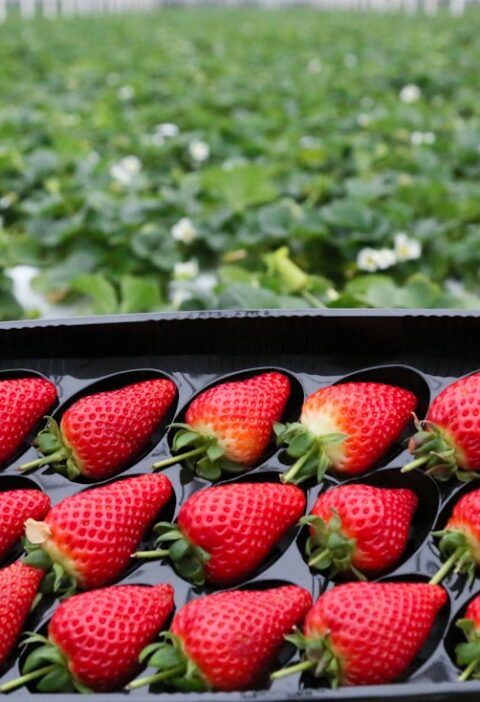 Photo Strawberry plants