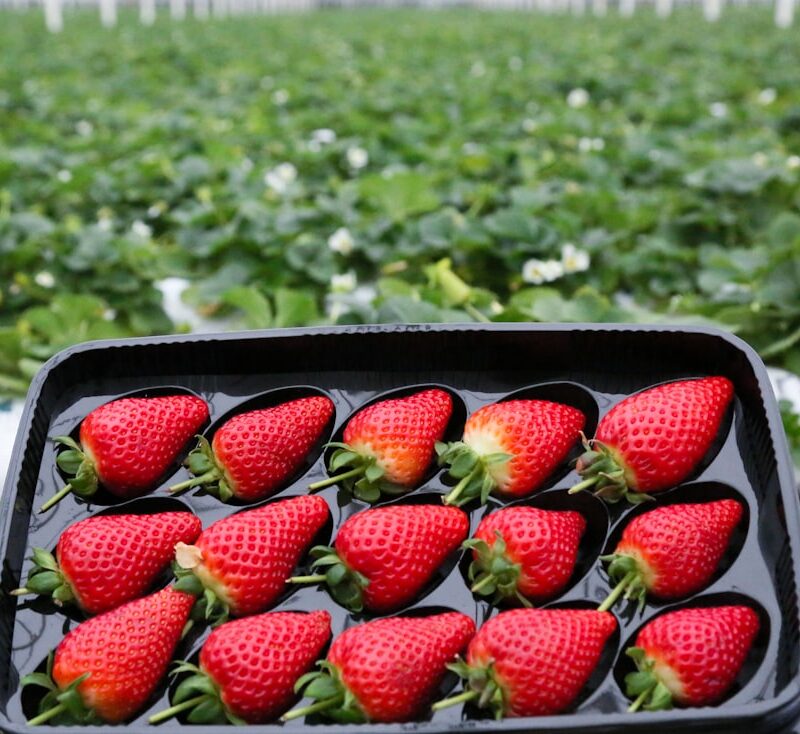 Photo Strawberry plants