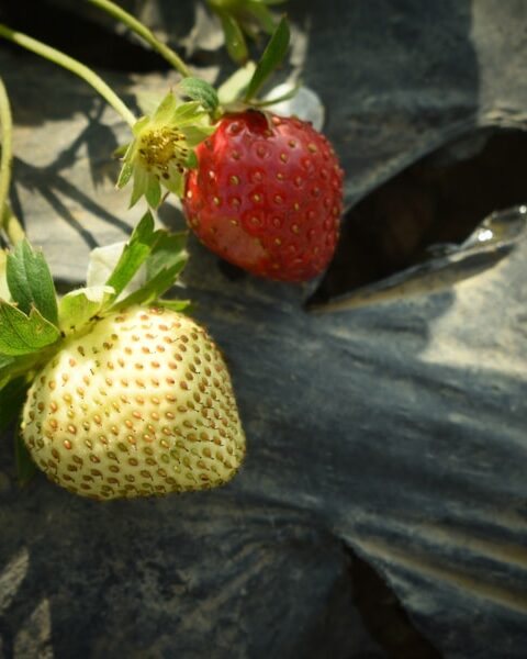 Photo "Strawberries in winter: Can you grow or store them?"