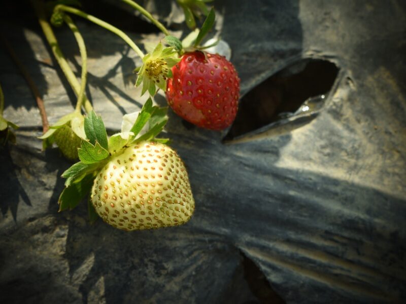 Photo "Strawberries in winter: Can you grow or store them?"