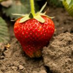 Aardbeien tiramisu: frisse zomervariant op de klassieker